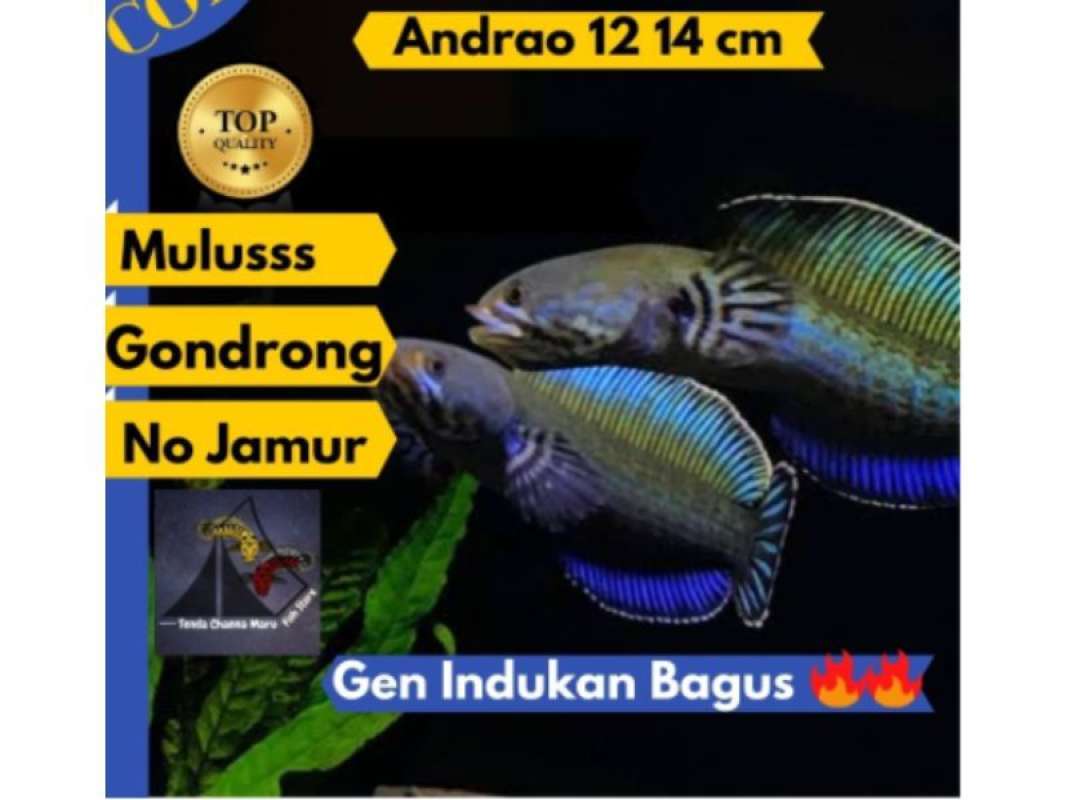 680+ Contoh Gambar Aquarium Dari Gabus Terbaru