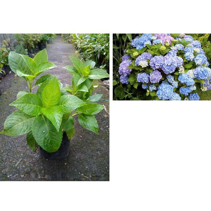 Jual Zplant Bunga Bokor Pohon Kembang Taman Hortensia Pancawarna