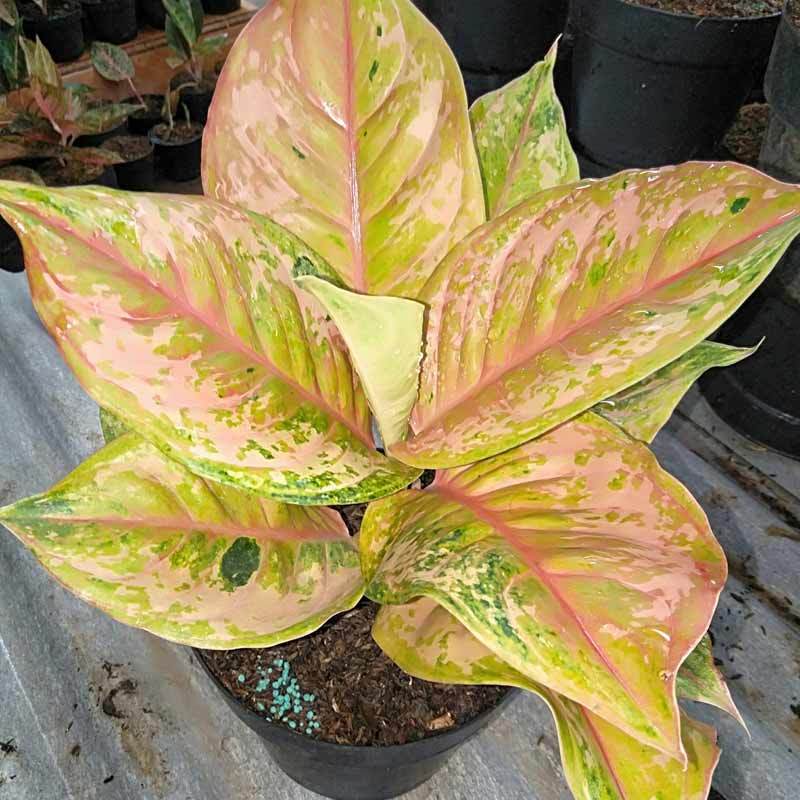 Jual Azzahra Berkah Bibitku Aglonema Bidadari Tanaman Online April 2021 Blibli