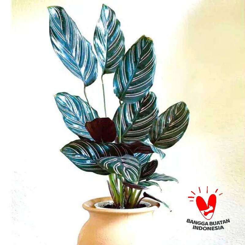 Jual River Ayu Calathea Ornata Tanaman Hias Online Mei 2020