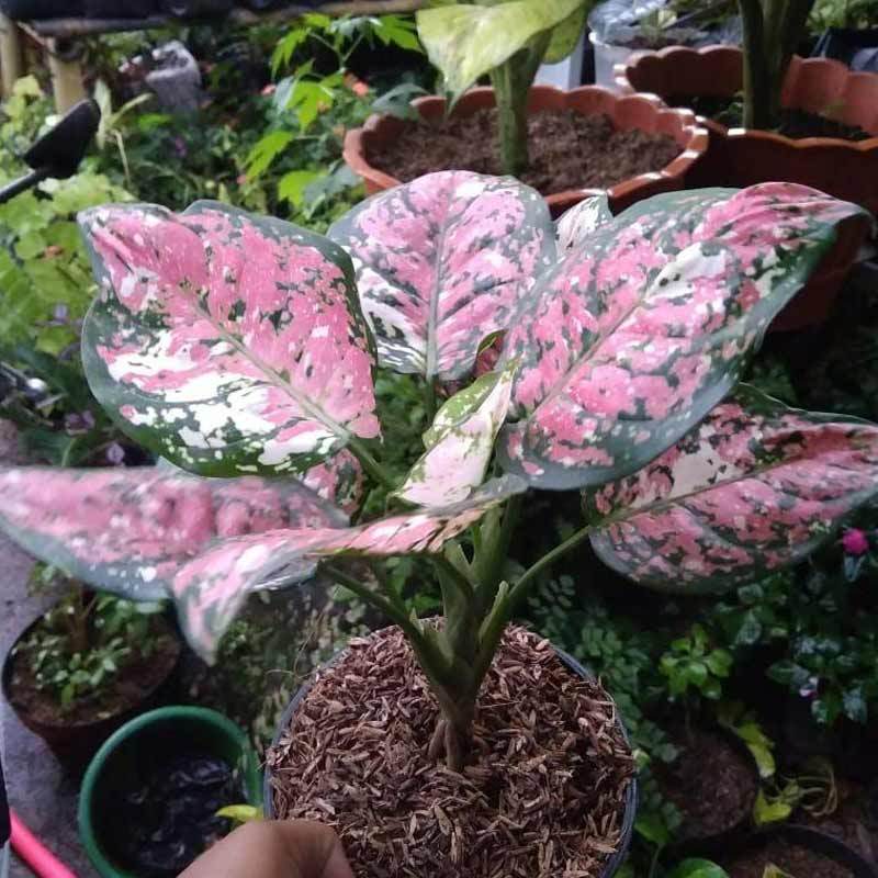 Jual Azzahra Berkah Bibitku Aglonema Three Color Online April 2021 Blibli