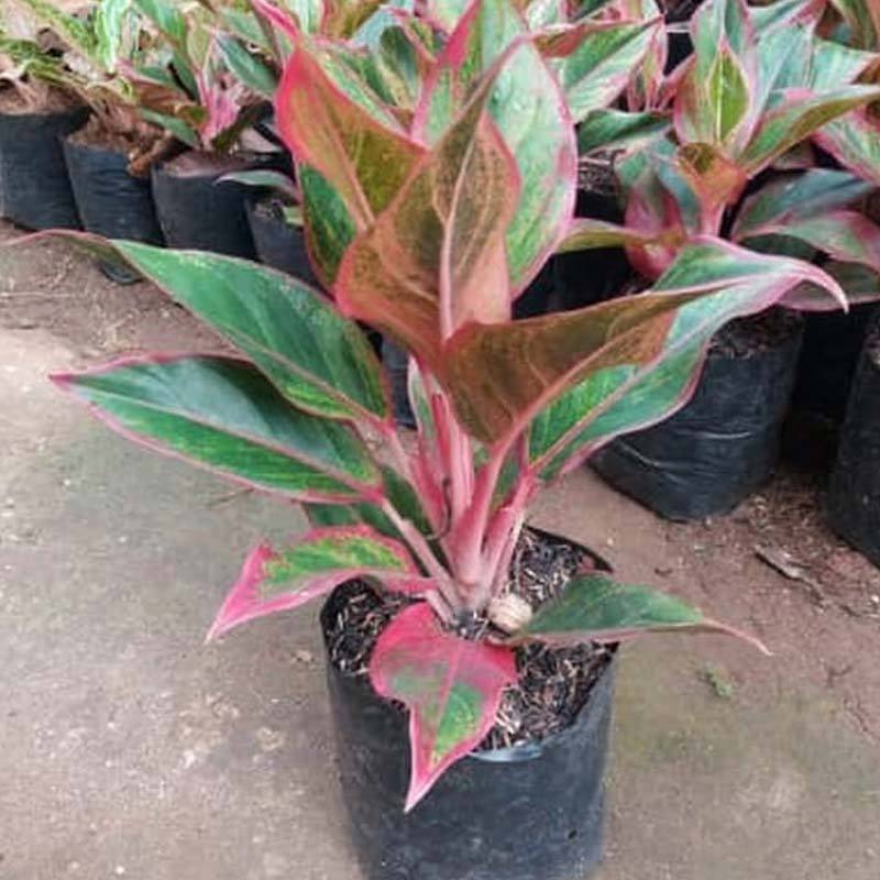 Jual Aladin Aglonema Lipstik Tercantik Tanaman Online November 2020 Blibli Com
