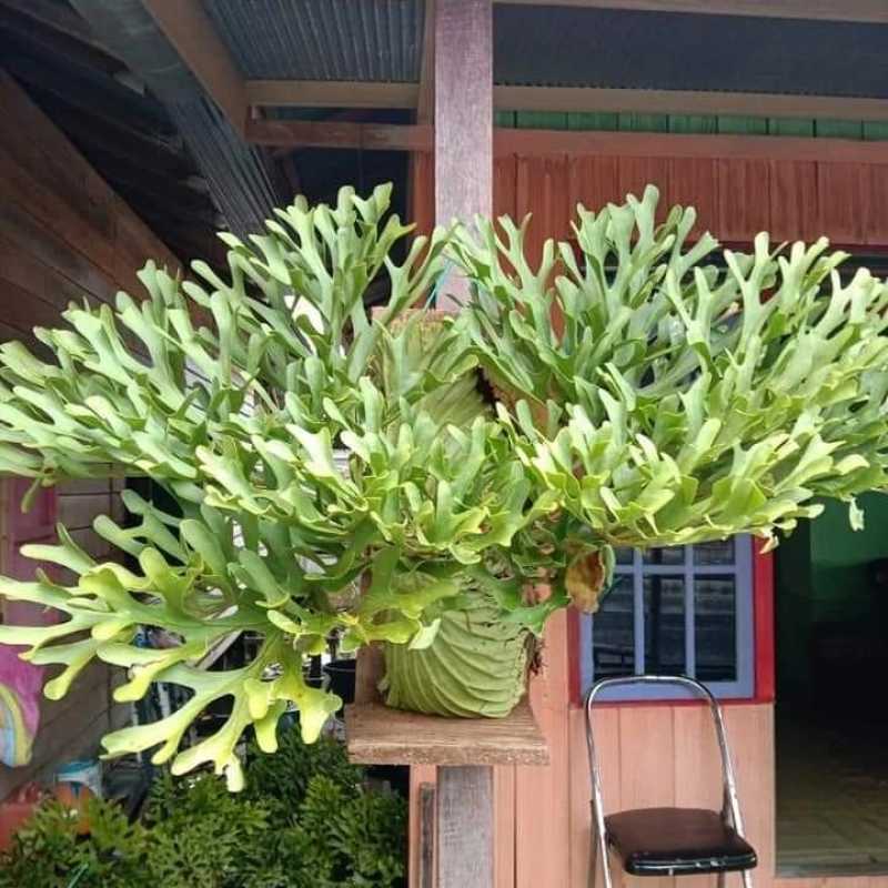 Jual Spora Platycerium Ridleyi Isi Ratusan Hingga Ribuan Di Seller Euma Ijot Subur Tani Babakan Asih Kota Bandung Blibli Jual Spora Platycerium Ridleyi Isi Ratusan Hingga Ribuan Di Seller Euma Ijot Subur Tani Babakan Asih Kota Bandung Blibli