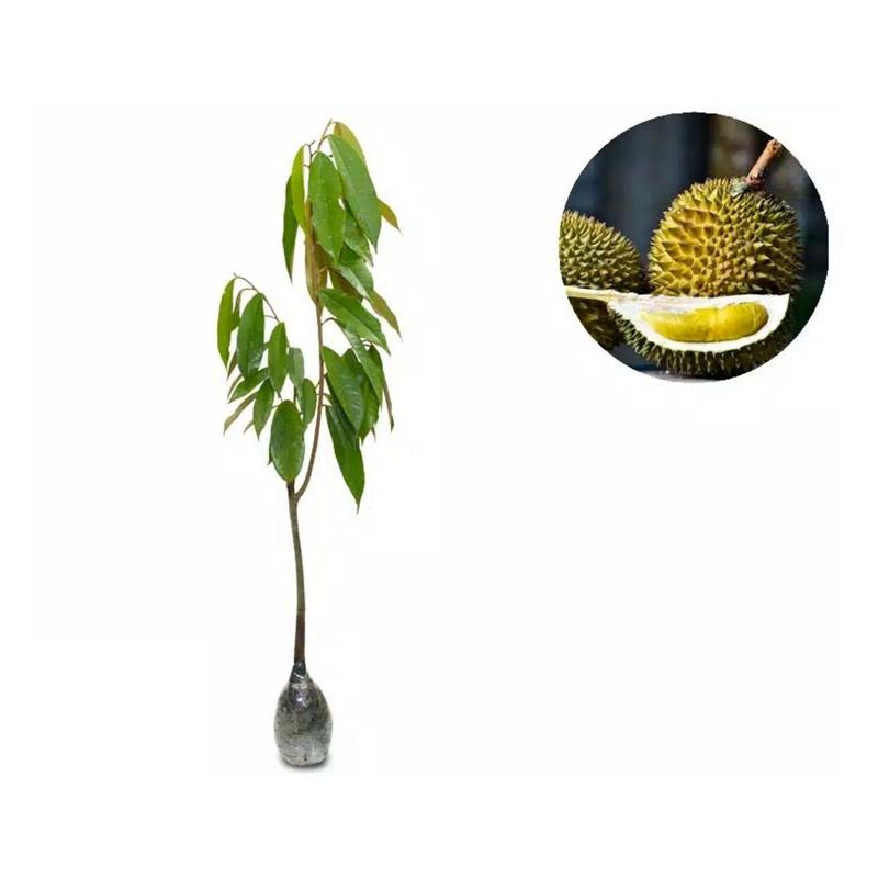 aneka bibit unggul durian montong