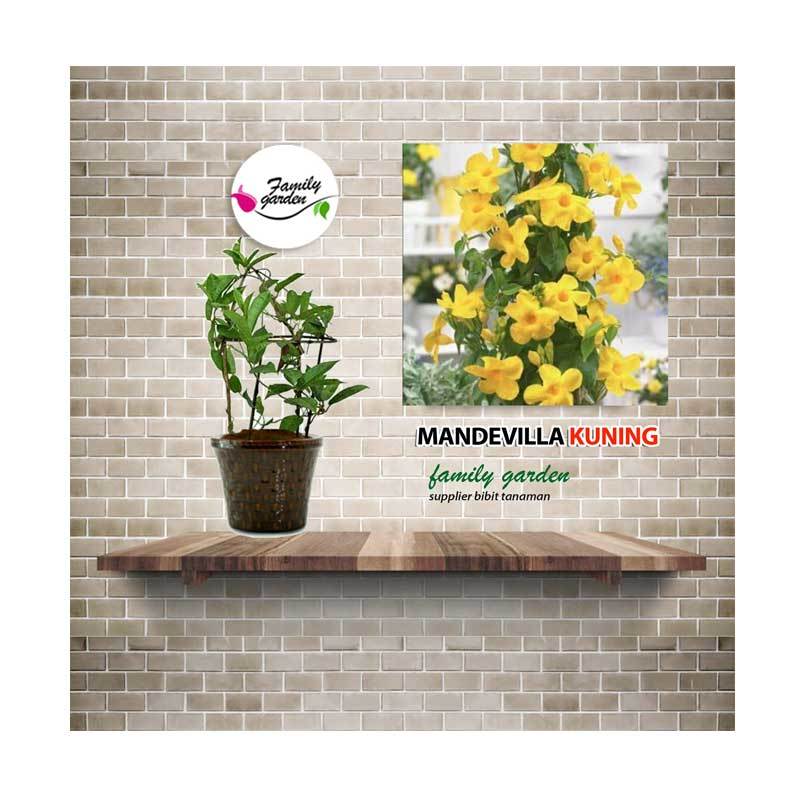Jual Sutris Bibit Bunga Rambat Mandevilla Kuning Tanaman Hias Online Desember 2020 Blibli