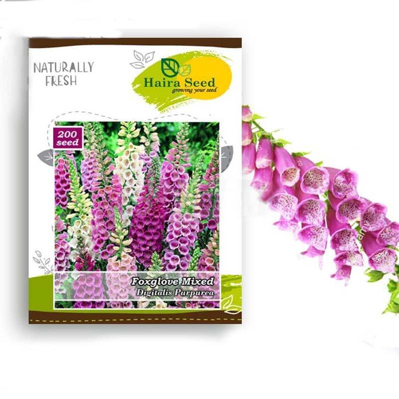 Jual Haira Seed Benih Bunga Foxglove Mixed Bibit Tanaman Murah