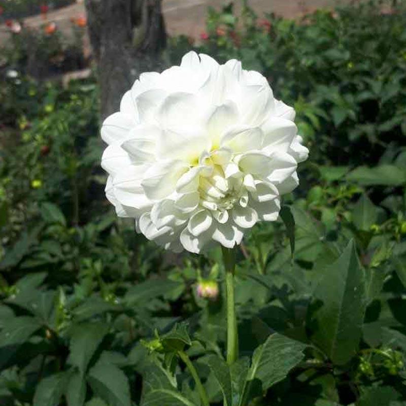 Jual Petani Desa Bunga Dahlia Tanaman Hias Online November 2020 Blibli Com