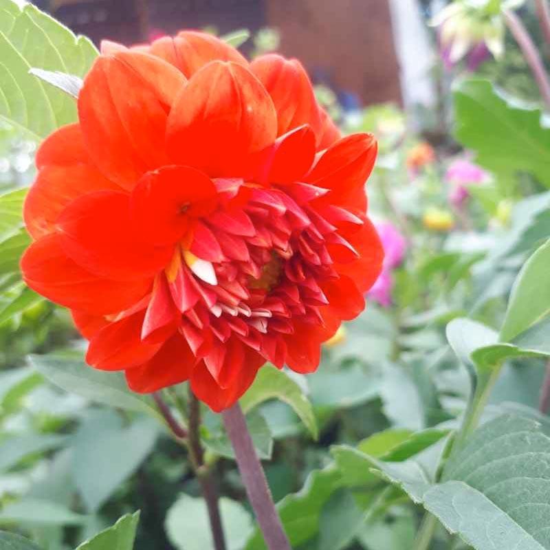 Jual Petani Desa Bunga Dahlia Tanaman Hias Di Seller Petanidesa Kota Batu Jawa Timur Blibli