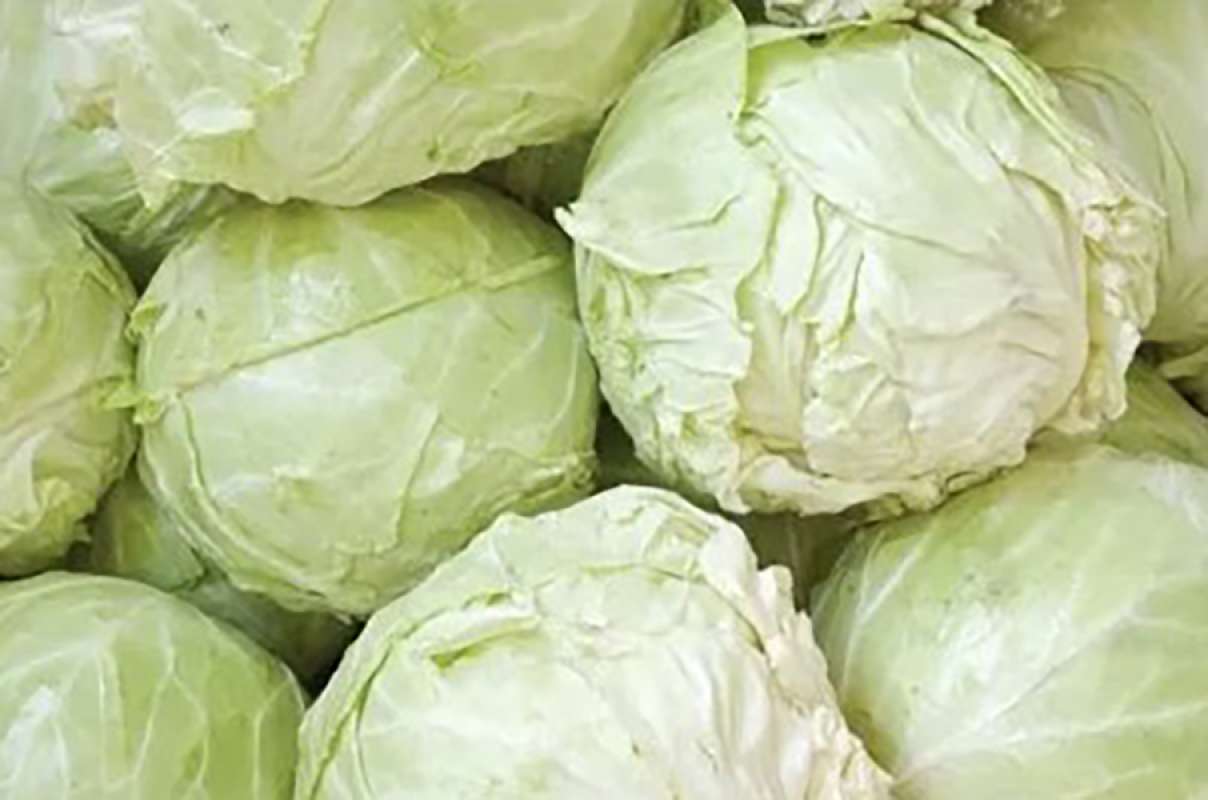 Jual Kubis Kol Sayuran 500 G Online November 2020 Blibli