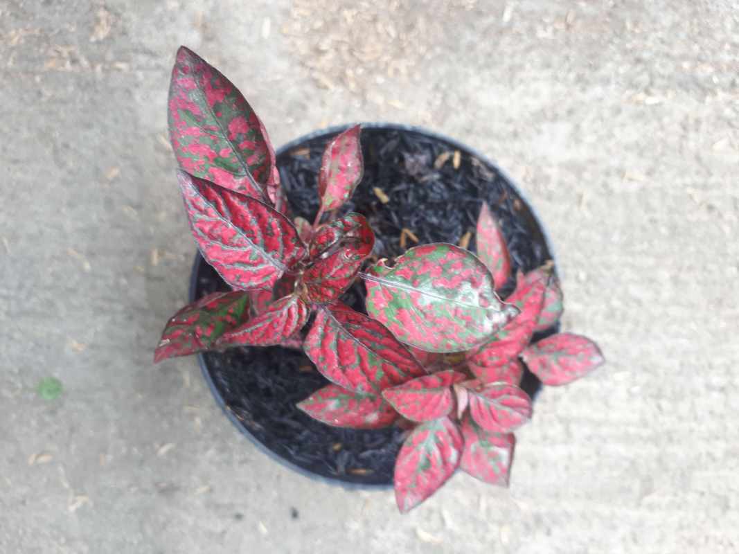 View Tanaman Hias Daun Kecil Gallery