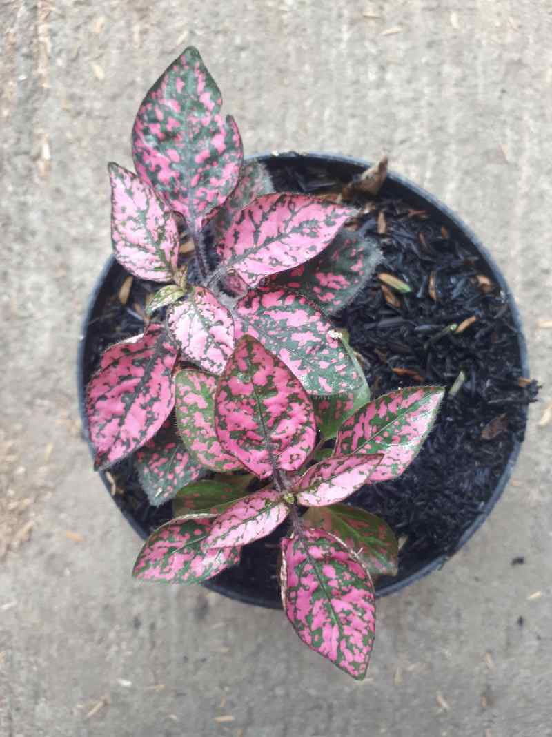 Jual Tanaman Hias Daun Hypoestes Polkadot Tanaman Hipotes Online April 2021 Blibli