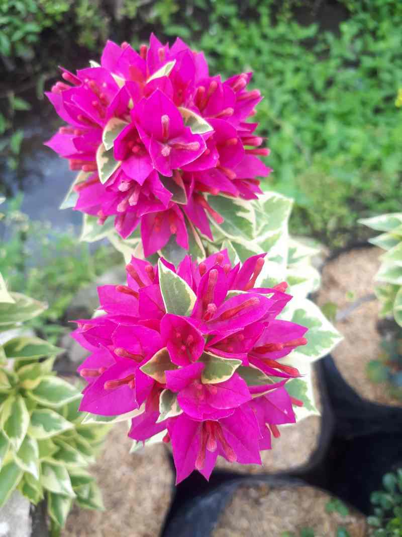 Jual Tanaman Hias Bunga Bougenvile Singapore Varigata Online Januari 2021 Blibli