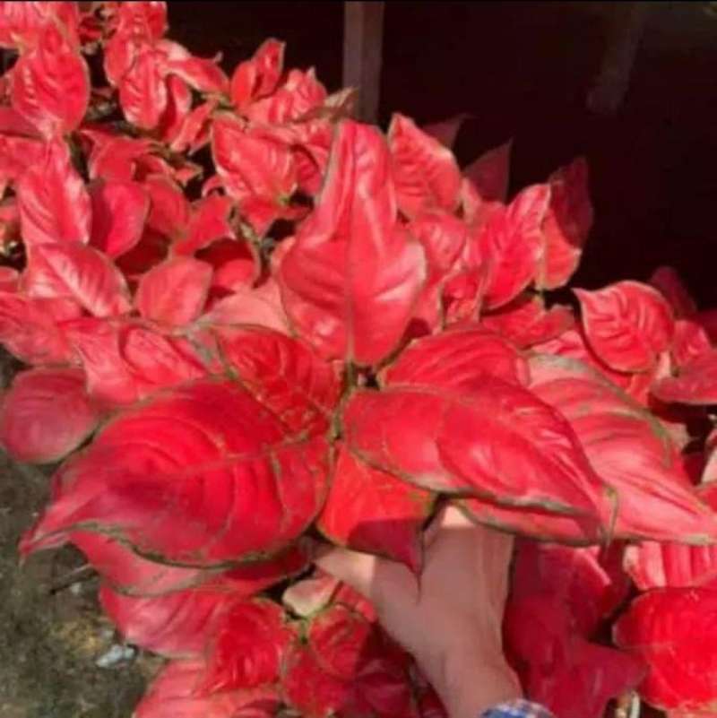 Jual Bonggol Aglonema Suksom Lokal Online Februari 2021 Blibli Katanya aglonema harleyqueen kalo udah dewasa gak cara mencacah bonggol aglonema untuk pemulakamal udin. bonggol aglonema suksom lokal