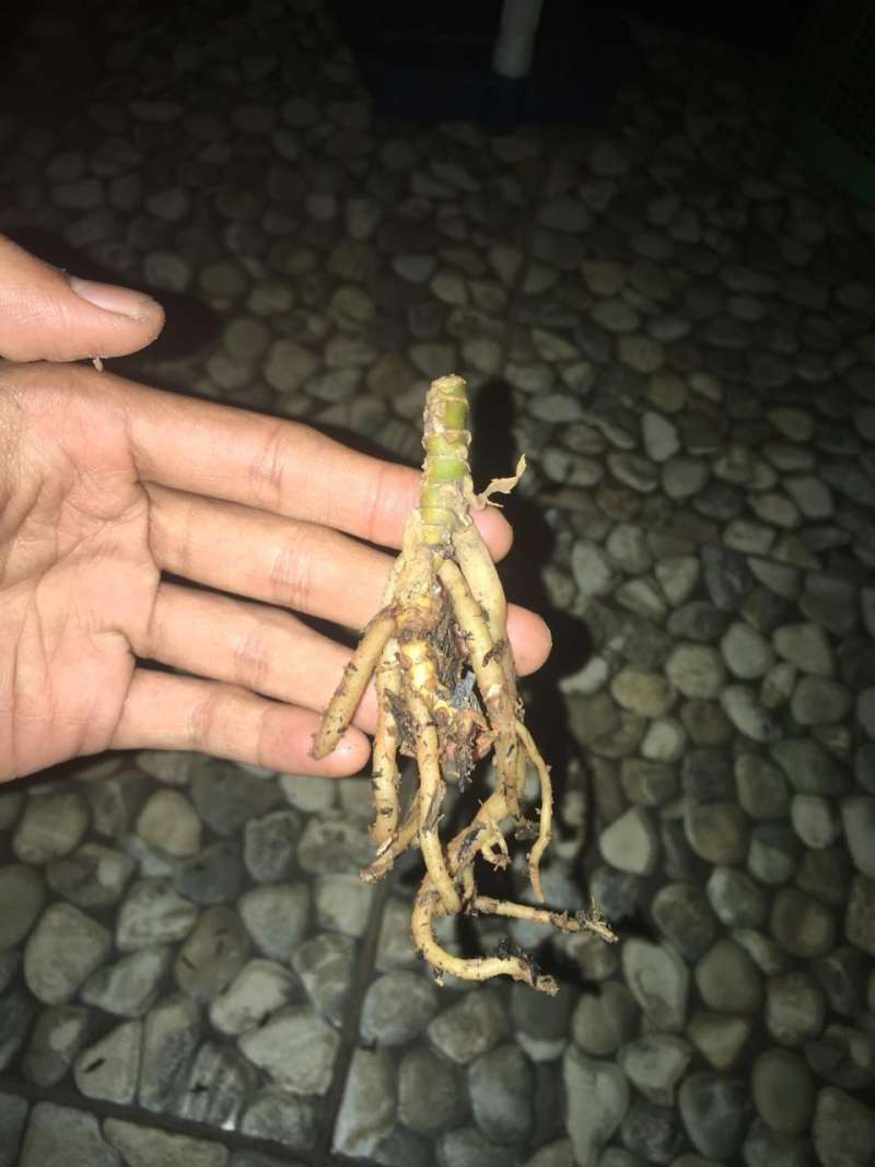 Jual Bonggol Aglonema Online Februari 2021 Blibli Jenis aglaonema mahal ini memiliki bentuk yang sangat kokoh. bonggol aglonema
