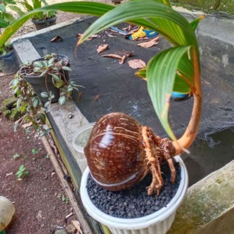 Bonsai kelapa tercantik