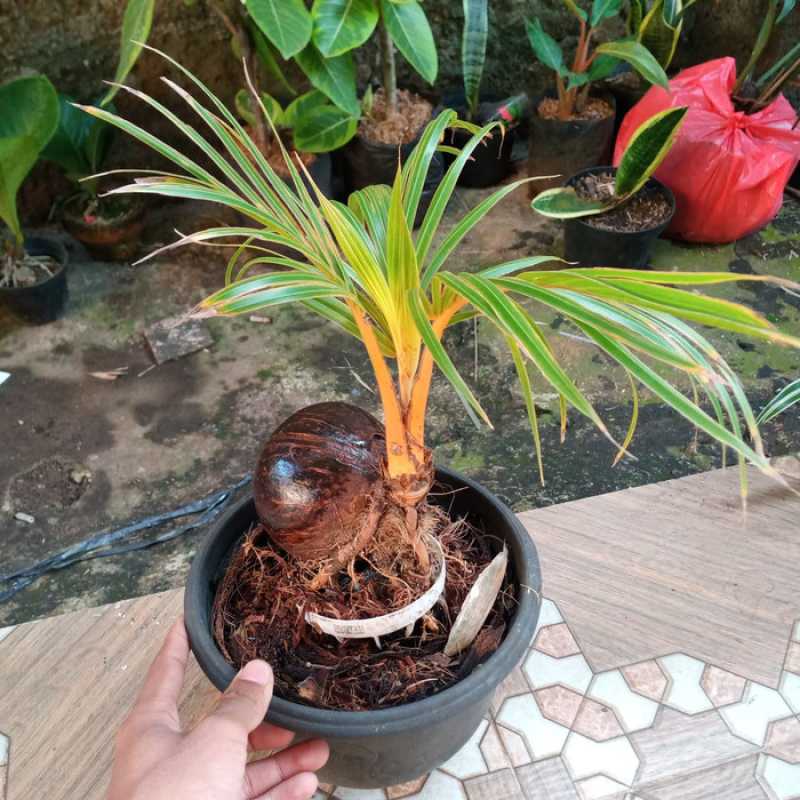 Bonsai kelapa tercantik