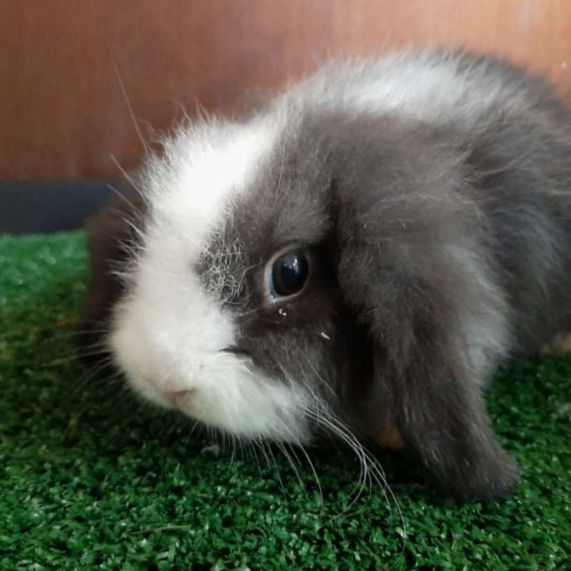 Promo Kelinci Hias Fuzzy Lop Diskon 23% di Seller Tiny Petshop - Kelapa  Gading Barat, Kota Jakarta Utara | Blibli