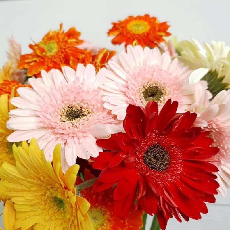 Jual Promo Paket 10 Tanaman Hias Gerbera Online April 2021 Blibli