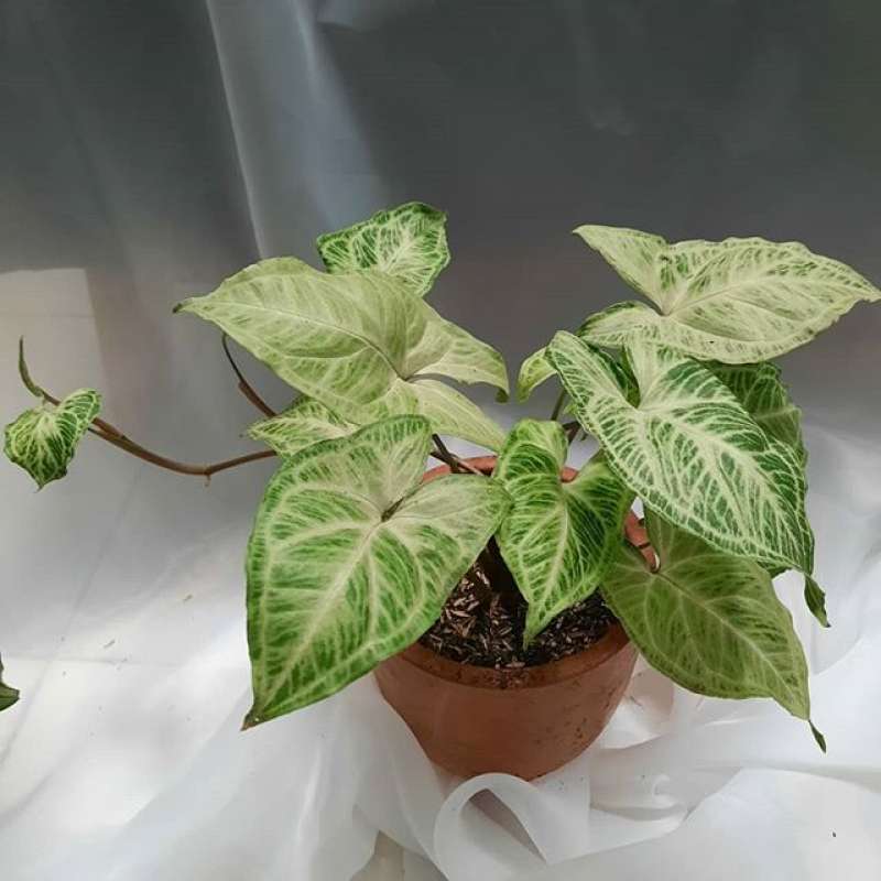 Jual Syngonium Batik Online Maret 2021 Blibli Ketika anda melakukan pembelian, harga yang anda bayar tidak berbeda dengan menggunakan tautan afiliasi atau langsung membuka. syngonium batik