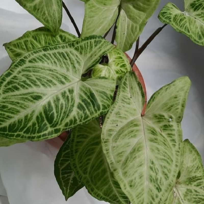 Jual Syngonium Batik Online Maret 2021 Blibli Syngonium batik /arrowhead plants is toxic and not suitable for spaces with pets and children. syngonium batik