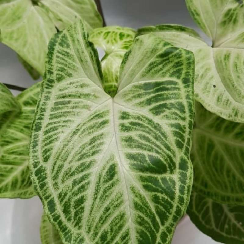 Jual Syngonium Batik Online Maret 2021 Blibli Description description *this item is eligible for combined shipping at no extra cost. syngonium batik