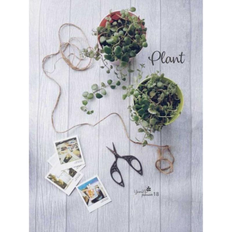 Jual Wallpaper Background Putih Kayu Lembaran Alas Produk 74x50 Cm Wd 01 Online Februari 2021 Blibli 979pixels x 587pixels size : wallpaper background putih kayu lembaran alas produk 74x50 cm wd 01