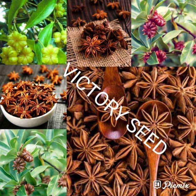 Jual Victory Seed Bunga Kering Dry Fruit Illicium Verum Kembang Lawang Pekak Herba Herb Herbs Herbal Rempah Bumbu Dapur Online April 2021 Blibli