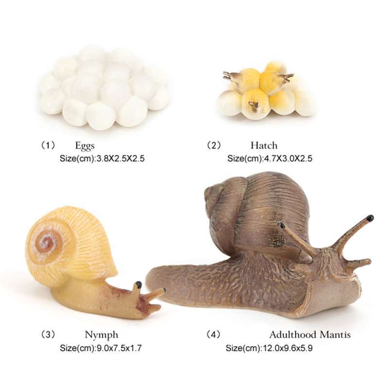 Promo Lifelike Snail Life Cycle Model Kids Cognitive Imagination Toys  Themed Party Diskon 17% Di Seller Homyl - China | Blibli