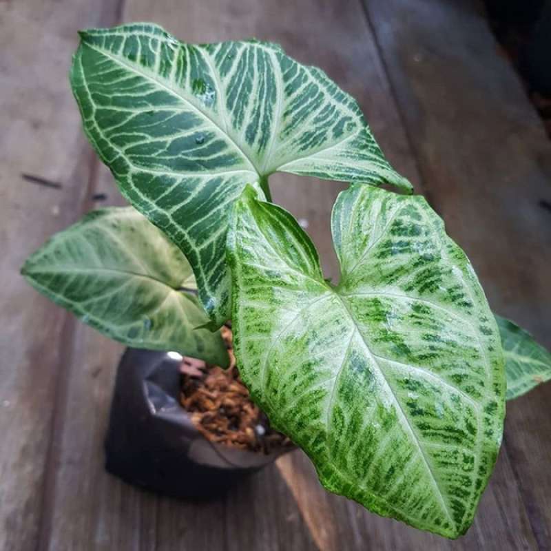 Jual Tanaman Hias Syngonium Batik Online Maret 2021 Blibli Ketika anda melakukan pembelian, harga yang anda bayar tidak berbeda dengan menggunakan tautan afiliasi atau langsung membuka. tanaman hias syngonium batik