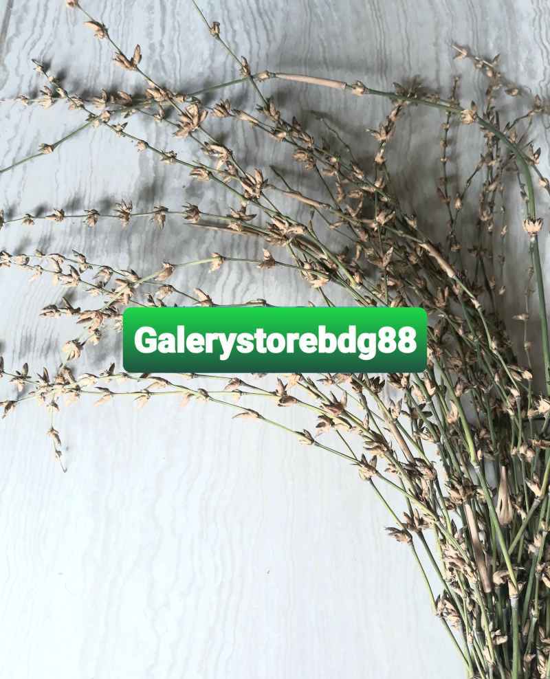 Jual Bunga Bambu Atau Kembang Pring Per Ikat Online April 2021 Blibli