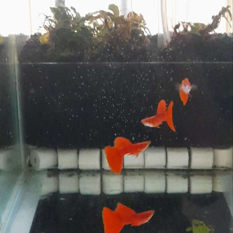 Afr Guppy Albino Full Red Guppy Ikan Aquascape Ikan Hias Terbaru Agustus 2021 Harga Murah Kualitas Terjamin Blibli