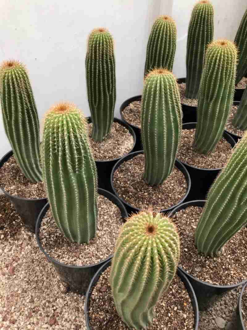 Jual Kaktus Golden Saguaro Neobuxbaumia Polylopha Di Seller Koi Palace  Indonesia - Grogol, Kota Jakarta Barat | Blibli