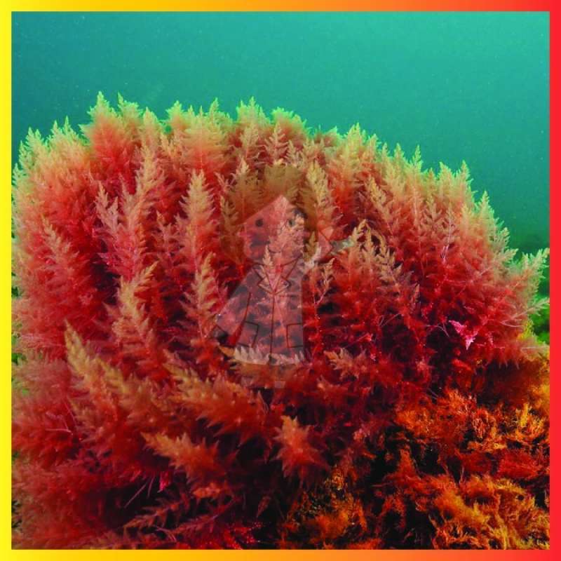 CARRAGEENAN CCGEL120F 1KG
