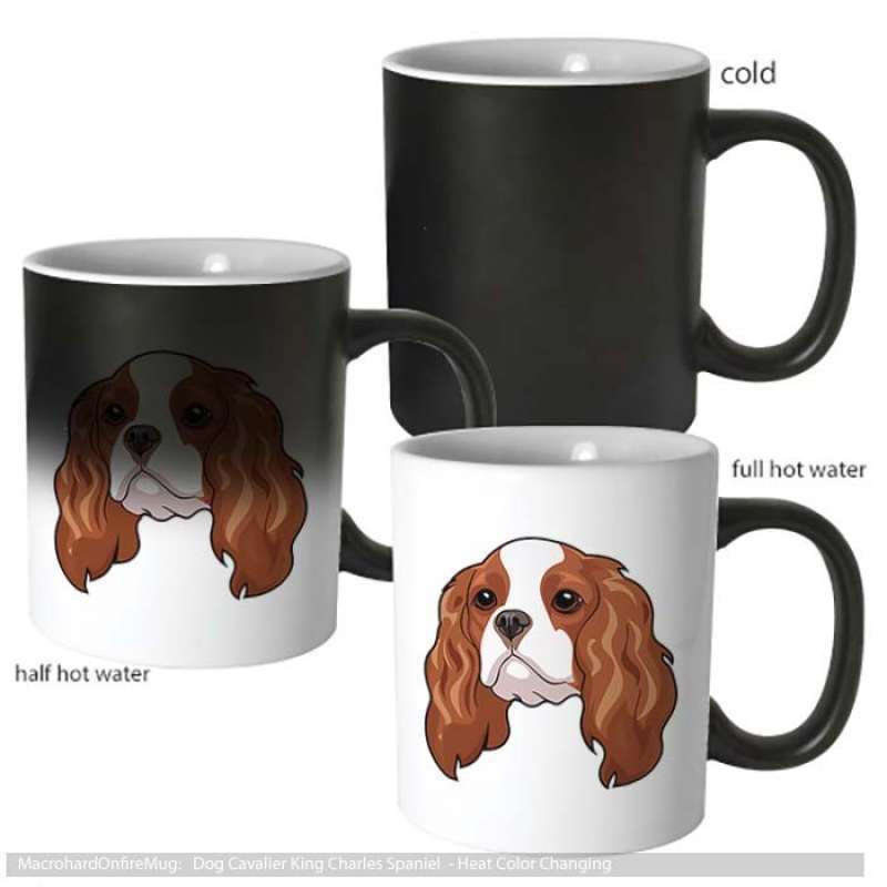 Jual cavalier king charles spaniel discount
