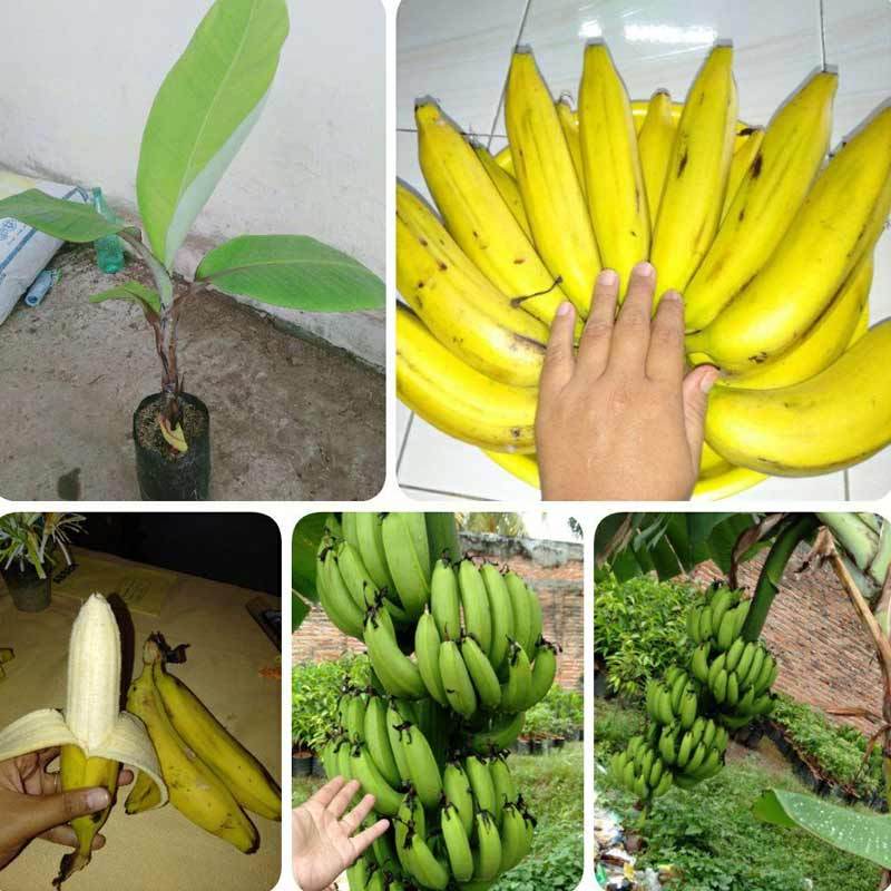 Jual Indah Permai Bibit Pisang Ambon Mini Bibit Tanaman Online November 2020 Blibli Com