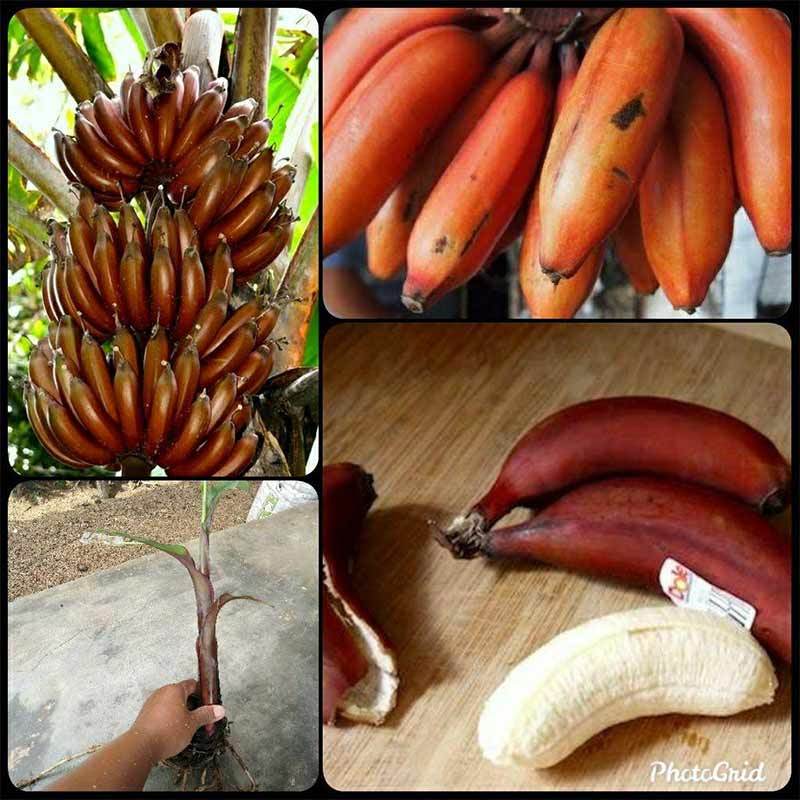 Jual Azzahra Berkah Bibitku Buah Pisang Merah Bibit Tanaman Online November 2020 Blibli Com