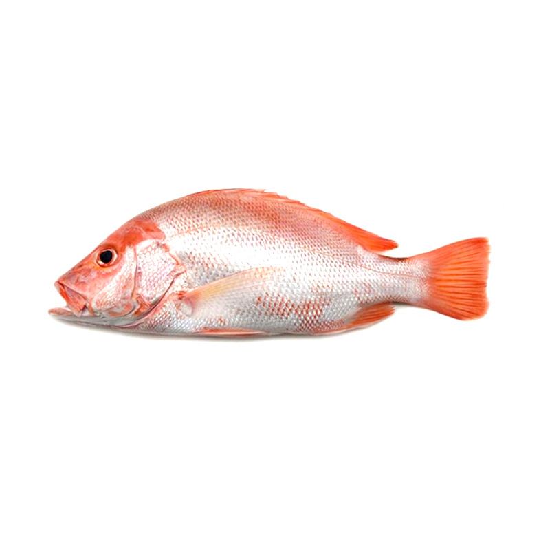 Jual Denpasar Petrus Tukang Sayur Red Snapper Fish Ikan Kakap Merah 500 G Online Desember 2020 Blibli