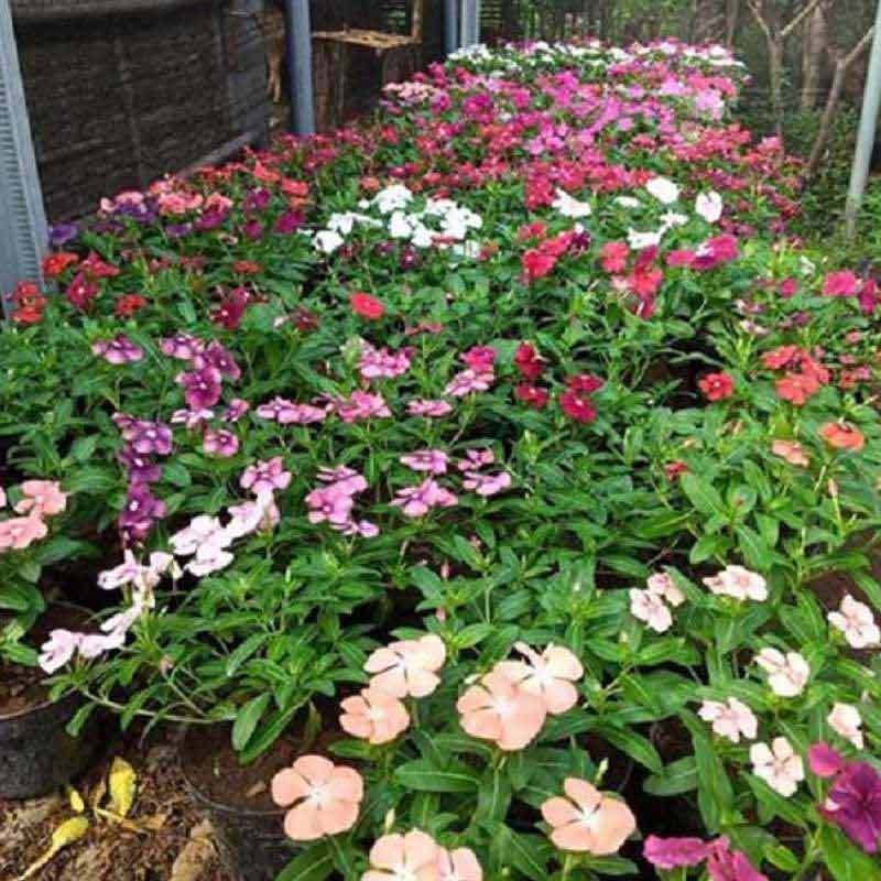 Jual Griyo Sekar Benih Vinca Tegak Tanaman 1000 Biji Online Januari 2021 Blibli Vinca herbaceae adalah spesies tanaman rambat dengan bunga dan termasuk keluarga apocynaceae. griyo sekar benih vinca tegak tanaman 1000 biji