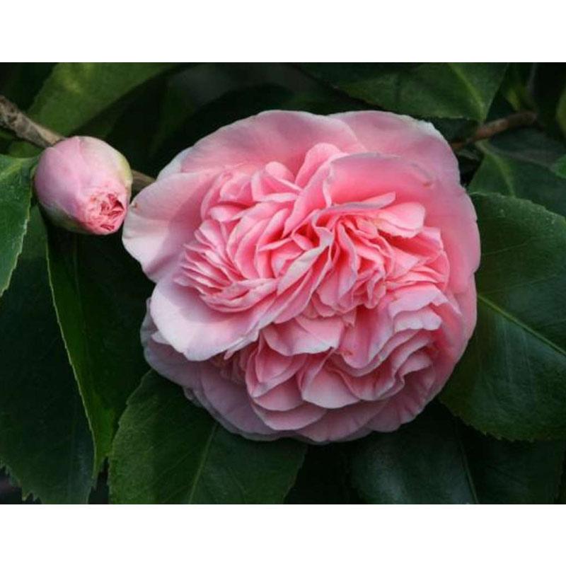 Jual Bibit Bunga Camelia Pink Online April 2021 Blibli