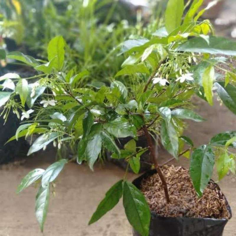 Jual Goldseeds Tanaman Anting Putri Hijau Bahan Bonsai Online Januari 2021 Blibli