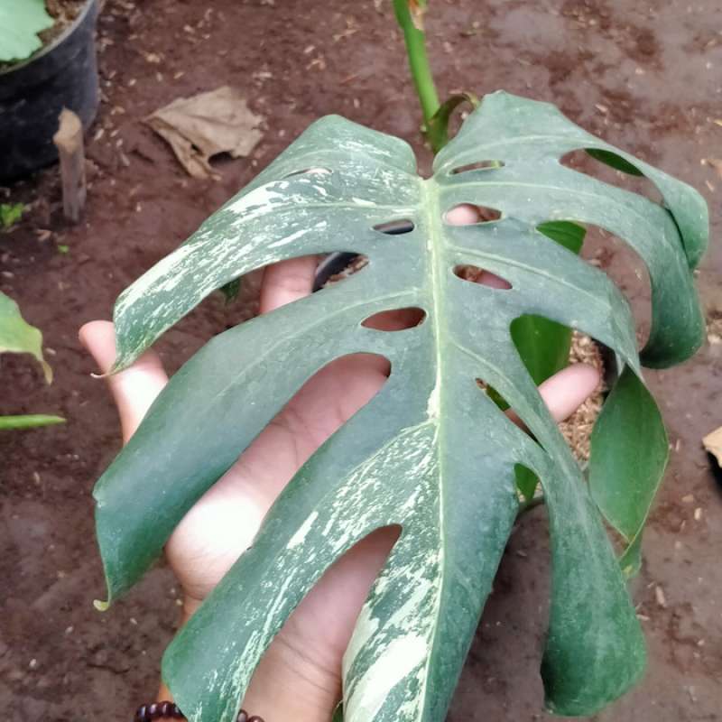 Jual Supplier Tanaman Monstera Variegata 1 Daun Online Februari 2021 Blibli