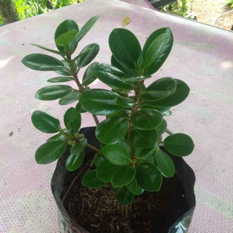 Jual Bahan Bonsai Beringin Korea Bibit Tanaman Hias Beringin Korea Tanaman Hias Beringin Korea Online Januari 2021 Blibli