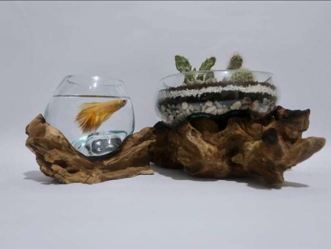 Aquarium Akar Kayu Diameter 12cm Asli Dari Bali Glasswood Terbaru Agustus 2021 Harga Murah Kualitas Terjamin Blibli Harga aquarium kayu akar Aquarium Akar Kayu Diameter 12cm Asli Dari Bali Glasswood Terbaru Agustus 2021 Harga Murah Kualitas Terjamin Blibli Harga aquarium kayu akar