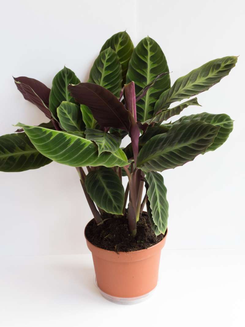 Jual Tanaman Hias Calathea Velvet Calathea Rufibarba Calathea Beludru Kalatea Beludru Kalatea Kalatea Velvet Kalatea Rufibarba Online April 2021 Blibli