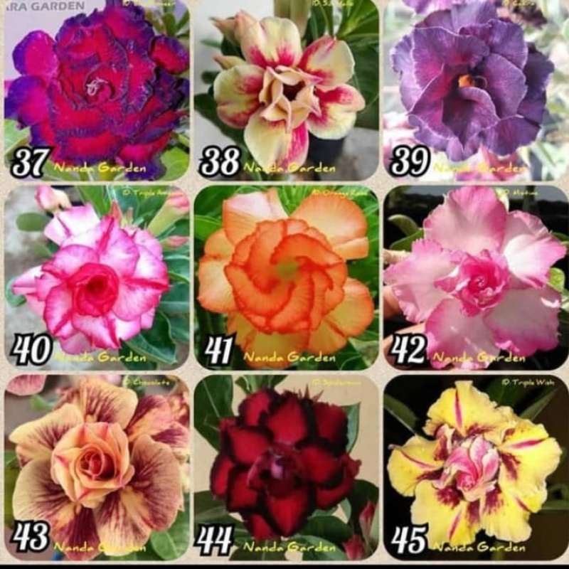 Jual Bibit Tanaman Hias Adenium Bunga Tumpuk Adenium Bunga Tumpuk Terbaru Juli 2021 Blibli