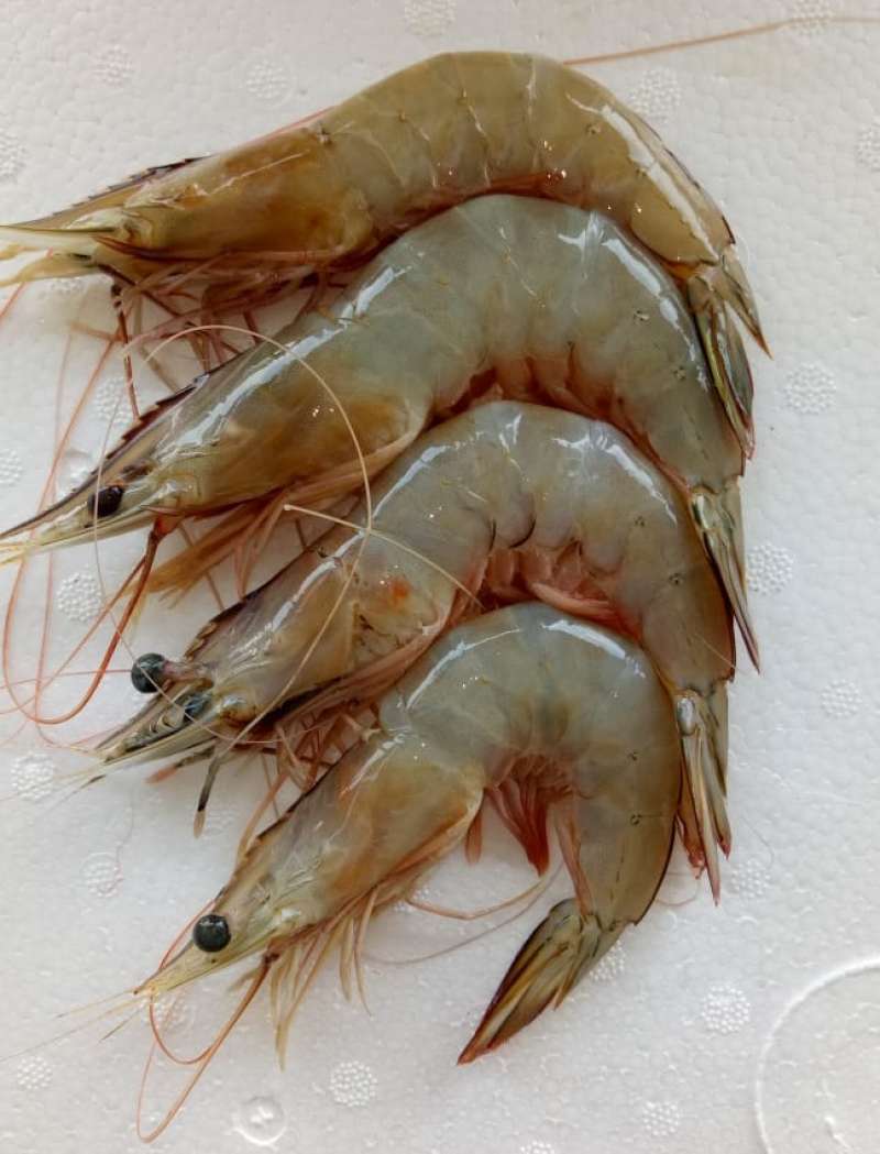 Jual Udang Jerbung Fresh Jumbo Kualitas Export Size 20 1kg Murah Mei 2021 