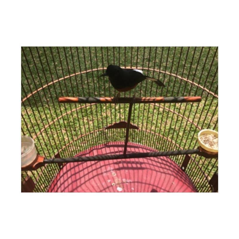 Jual Sempati Kayu Jati Tangkringan Sangkar Burung Murai T Murah