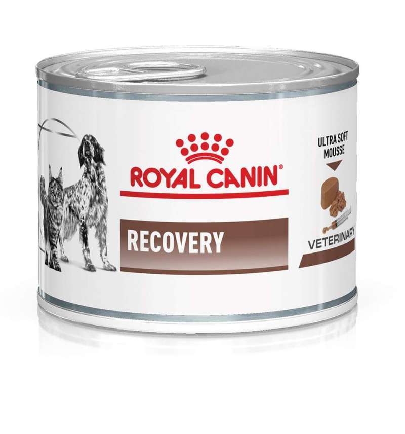 Royal canin untuk kitten 2025