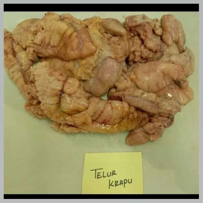 Jual Telur Ikan Kerapu 500gr - 22 Seafood di Seller 22 ...