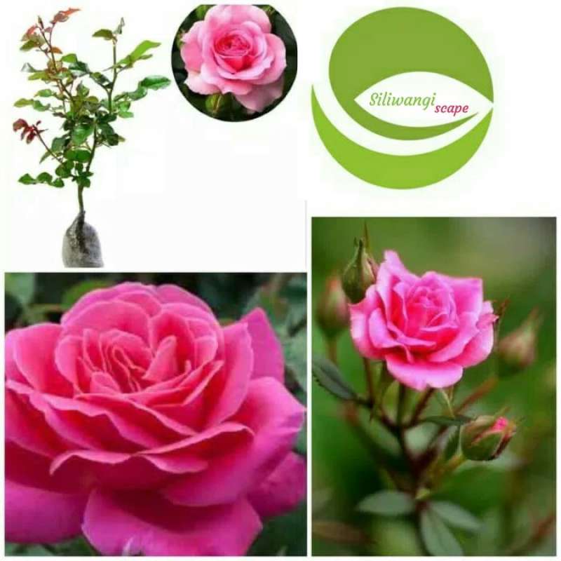Mawar memiliki ciri khusus berupa